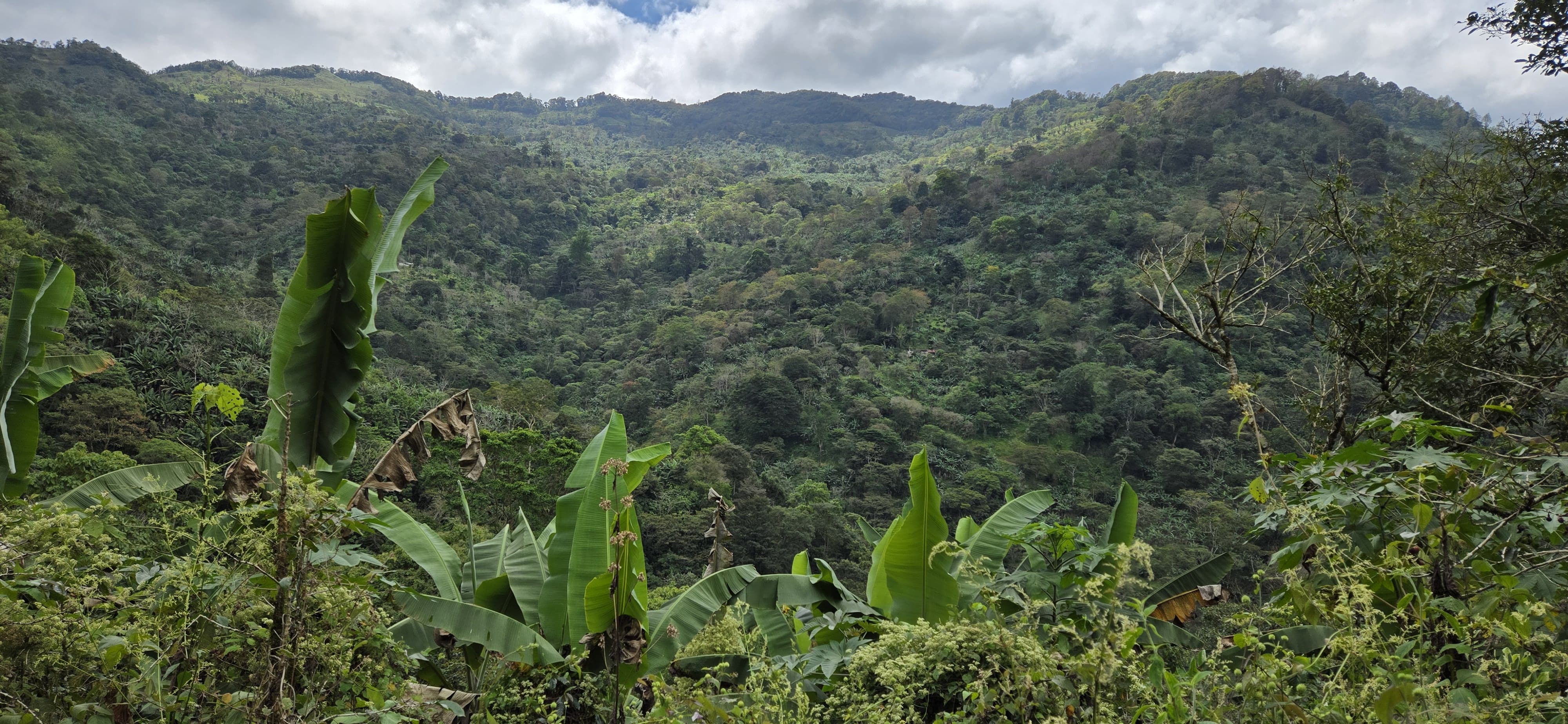 Landscape view of the coffee farm in Aldea Las Flores